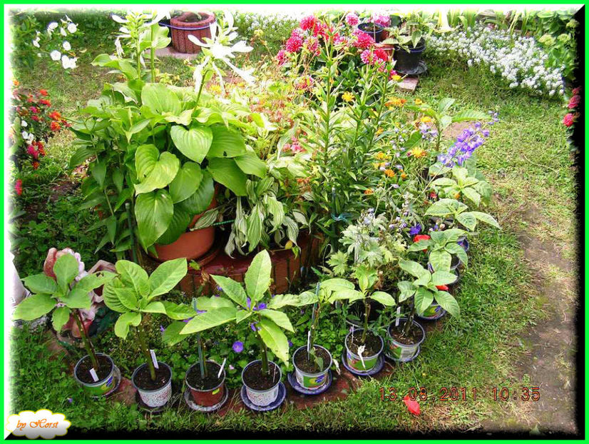 2011.08.13 - Flori 2011 - 1