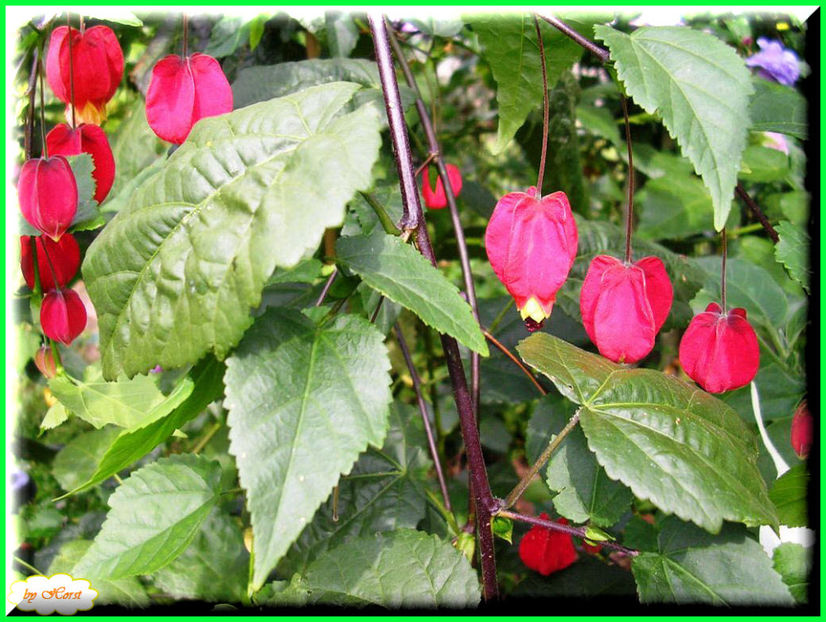 2011.08.13 - Flori 2011 - 1