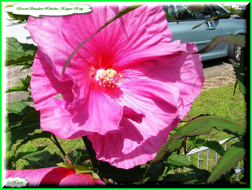 2011.08.18 - Flori 2011 - 1