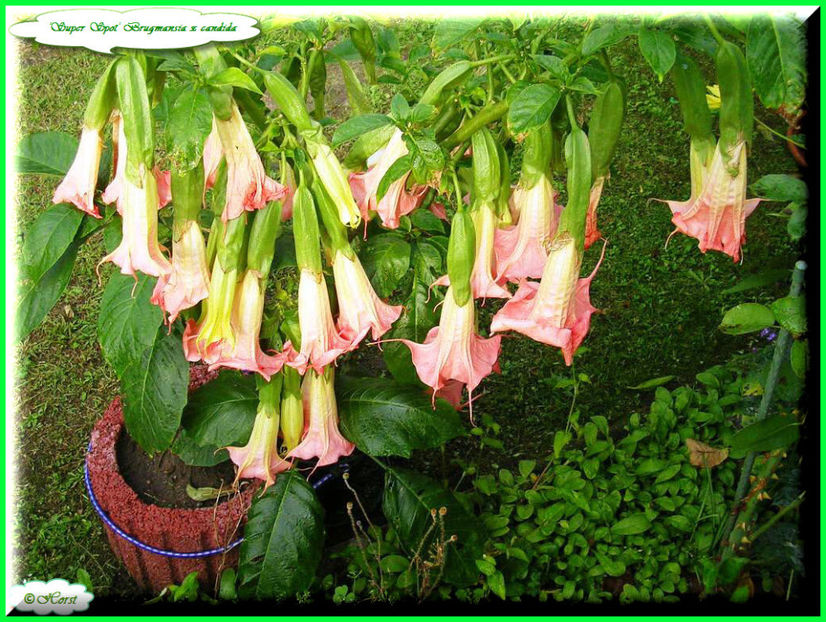 2011.08.18 - Flori 2011 - 1