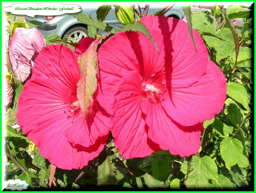 2011.08.18  (8) - Flori 2011 - 2