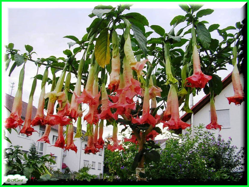 2011.09.07  (1) - Flori 2011 - 2