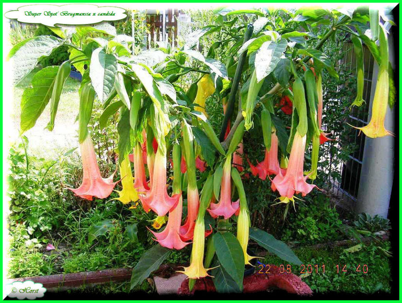 2011.09.07  (3) - Flori 2011 - 2