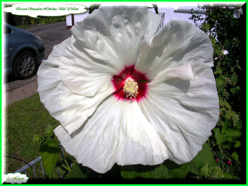 2011.09.07 - Flori 2011 - 2