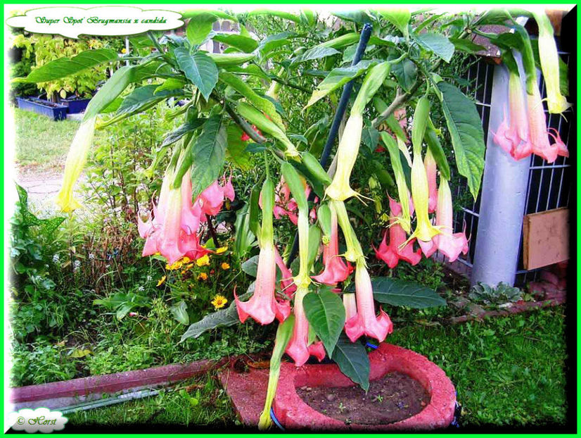 2011.09.07 - Flori 2011 - 2