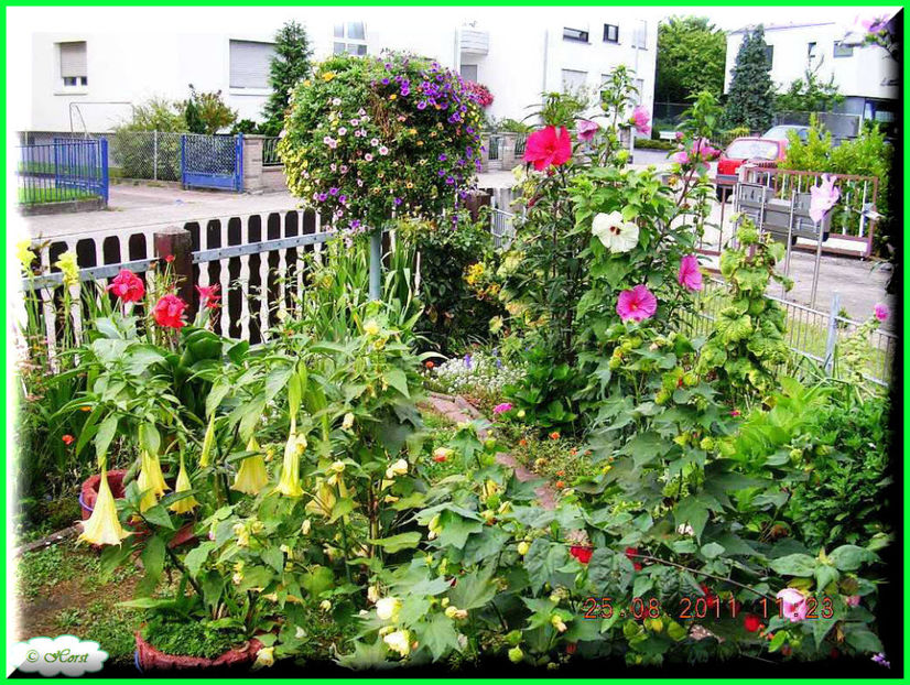 2011.09.07 - Flori 2011 - 2