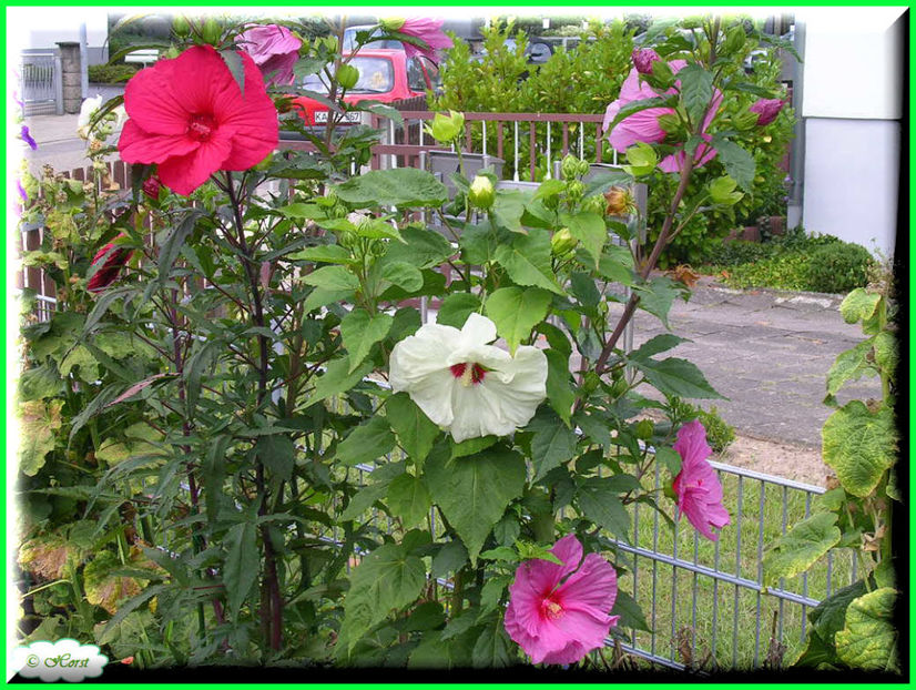 2011.09.07 - Flori 2011 - 2