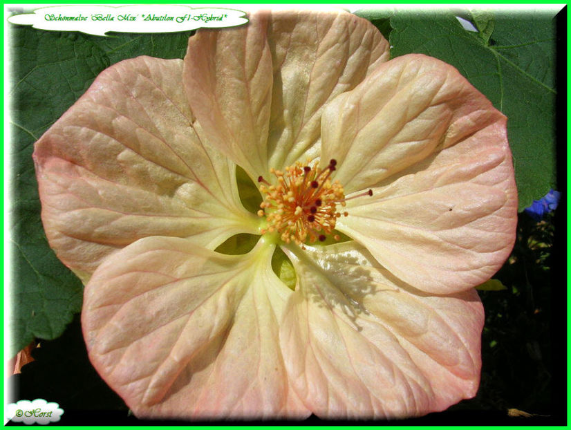 2011.09.07 - Flori 2011 - 2