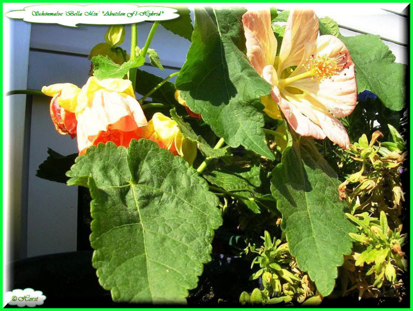 2011.09.07 - Flori 2011 - 2