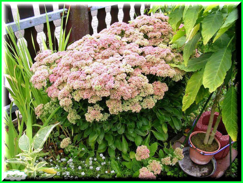 2011.09.07 - Flori 2011 - 2