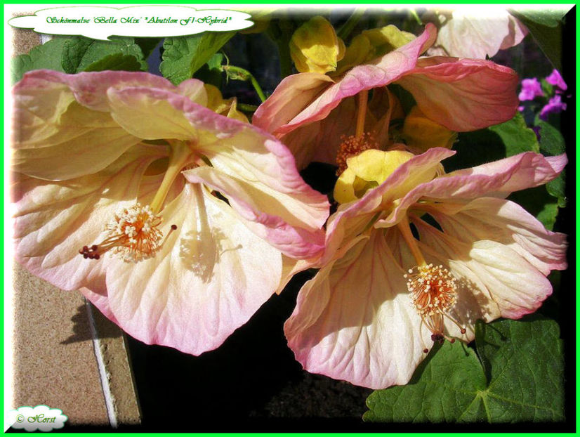 2011.09.26 - Flori 2011 - 2