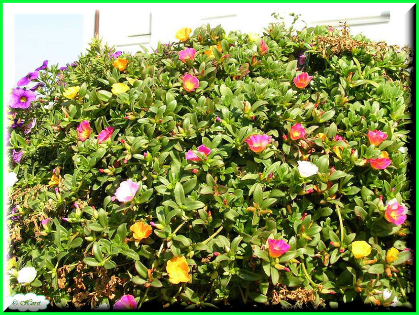 2011.09.26 - Flori 2011 - 2