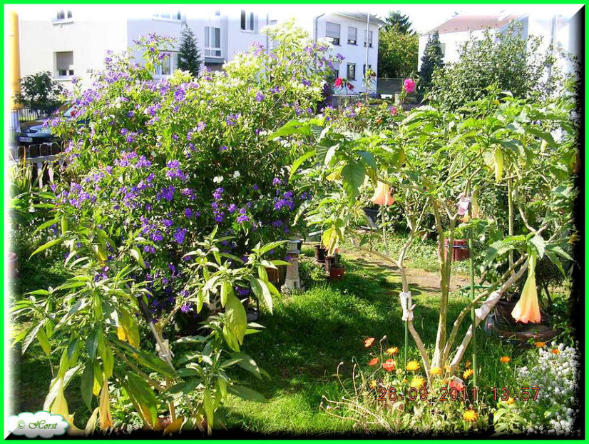 2011.09.26 - Flori 2011 - 2