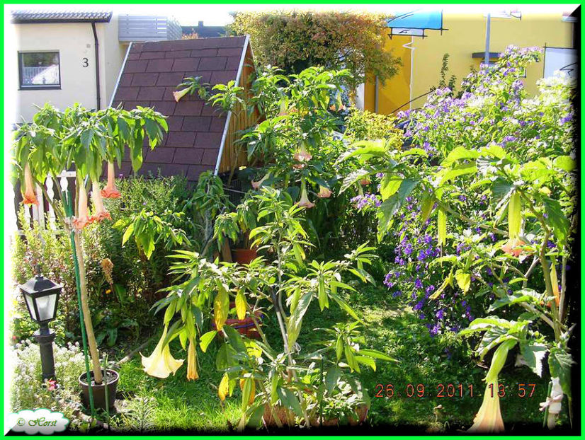 2011.09.26 - Flori 2011 - 2