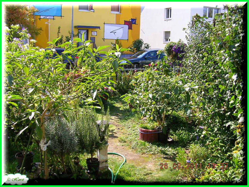 2011.09.26 - Flori 2011 - 2