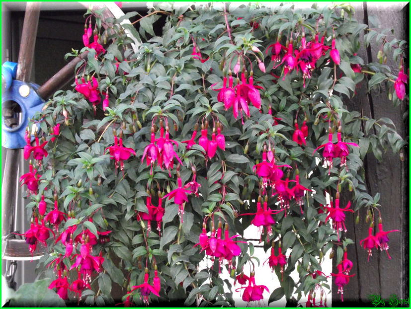 2011.10.05 - Flori 2011 - 2