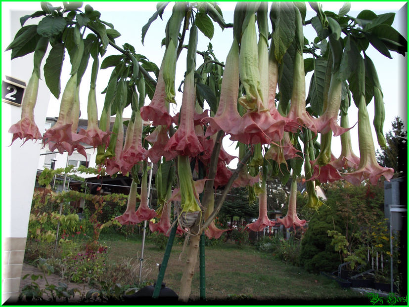 2011.10.05 - Flori 2011 - 2