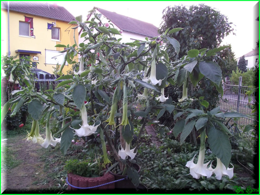 2011.10.05 - Flori 2011 - 2