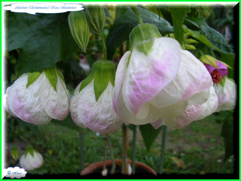 2011.10.08 - Flori 2011 - 2