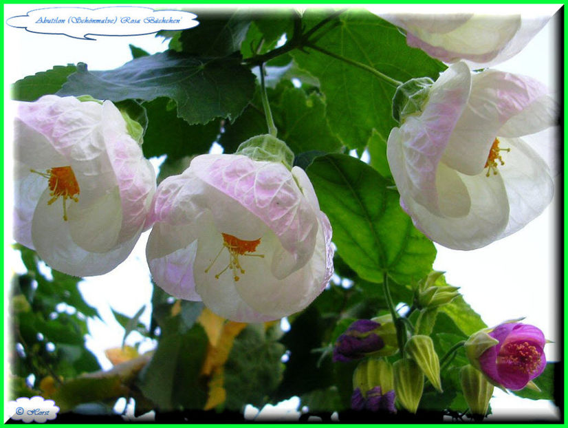 2011.10.08 - Flori 2011 - 2