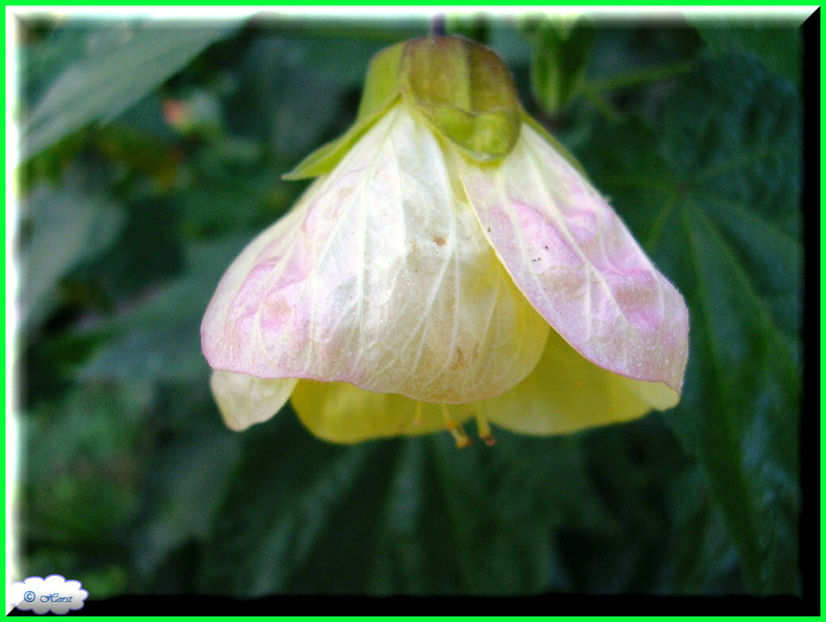 2011.10.08 - Flori 2011 - 2