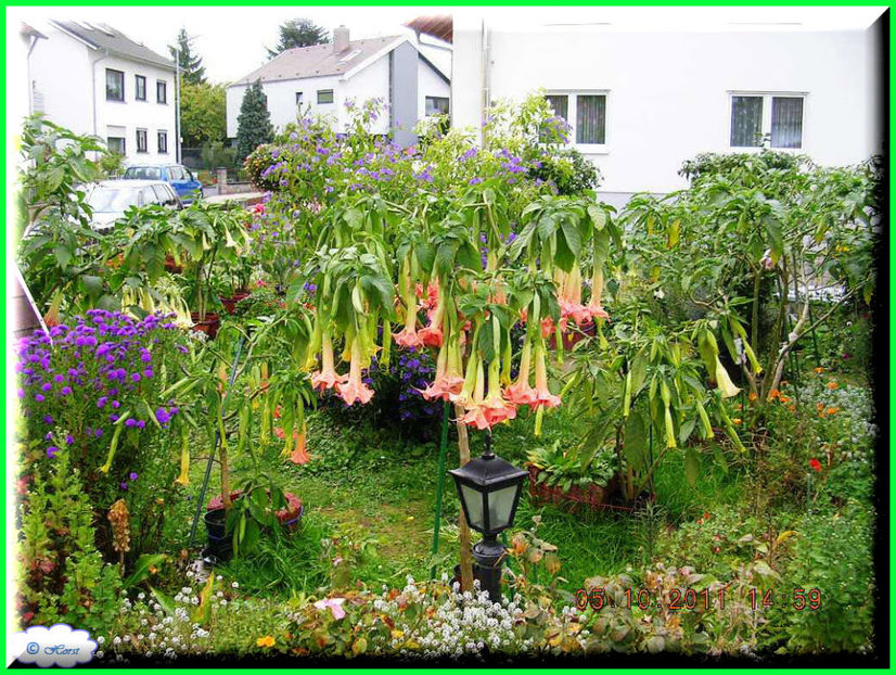 2011.10.08 - Flori 2011 - 2