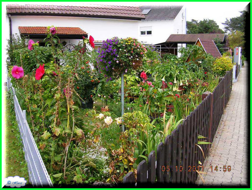 2011.10.08 - Flori 2011 - 2