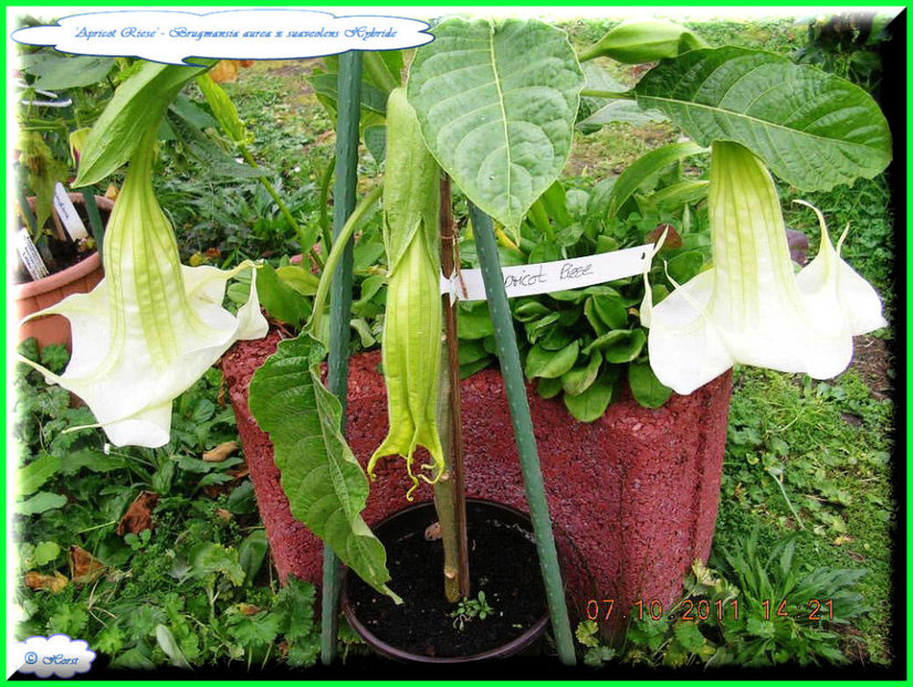 2011.10.08 - Flori 2011 - 2