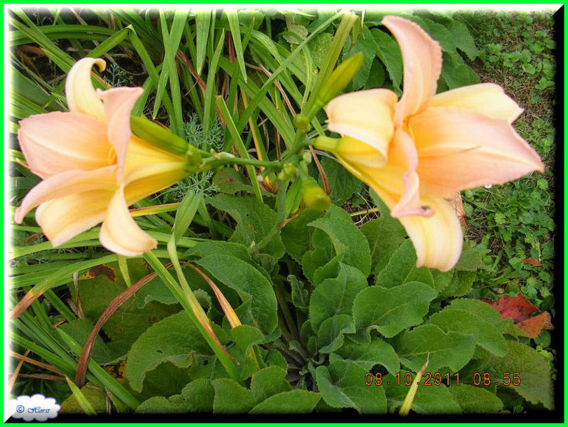 2011.10.08 - Flori 2011 - 2