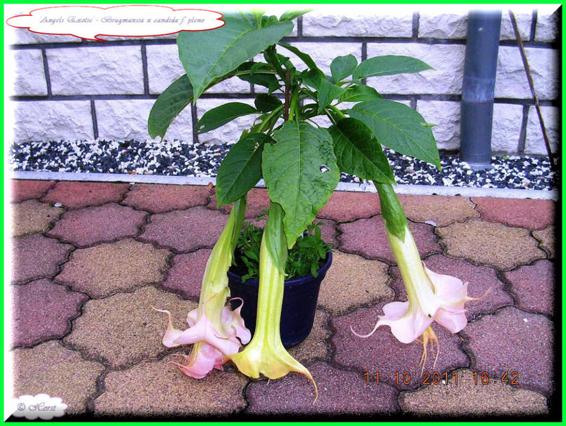 2011.10.11 - Flori 2011 - 2