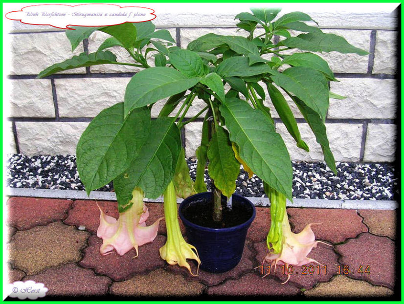 2011.10.11 - Flori 2011 - 2