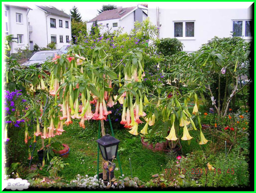 2011.10.11 - Flori 2011 - 2