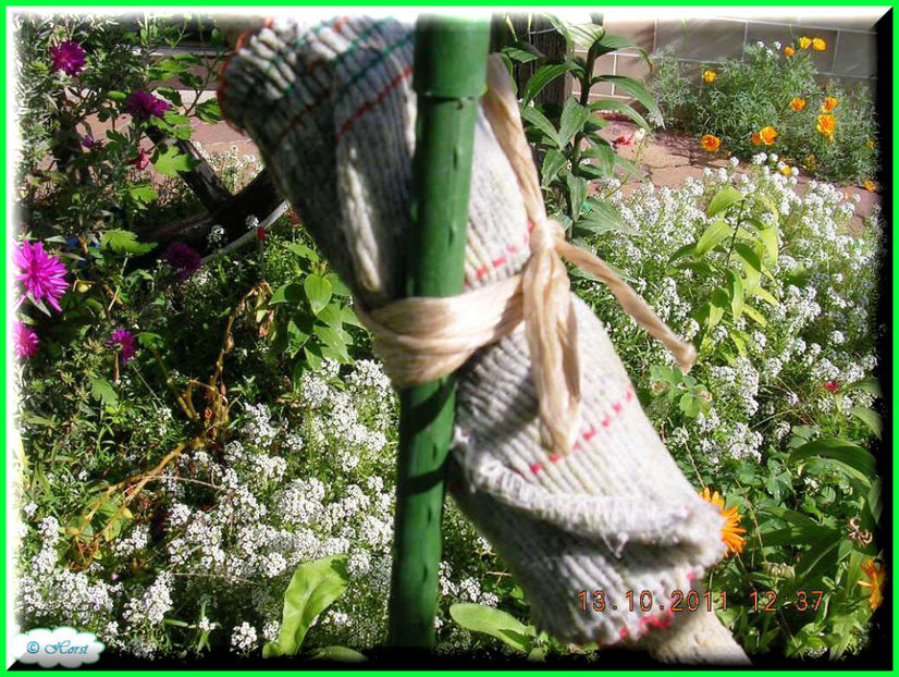 2011.10.25 - Flori 2011 - 2