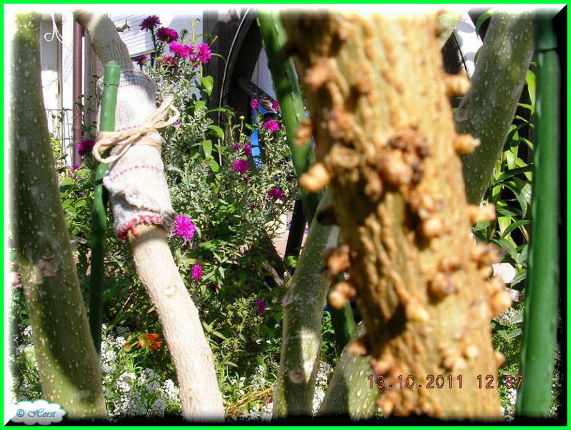 2011.10.25 - Flori 2011 - 2