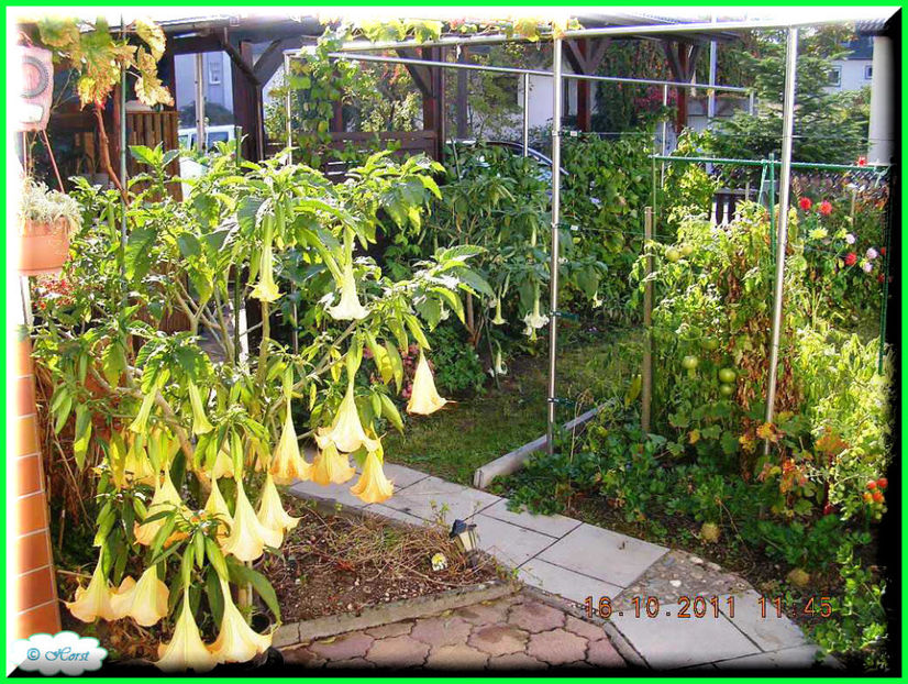 2011.10.25 - Flori 2011 - 2