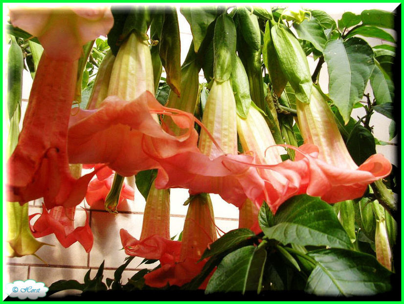 2011.10.25 - Flori 2011 - 2