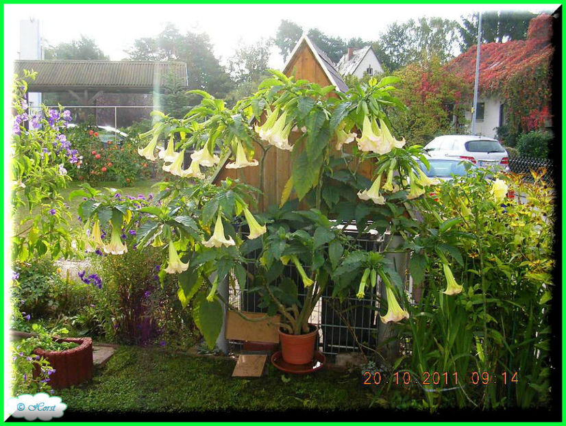 2011.10.25 - Flori 2011 - 2