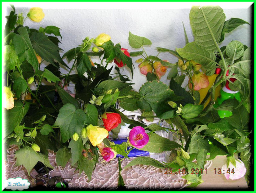 2011.10.25 - Flori 2011 - 2