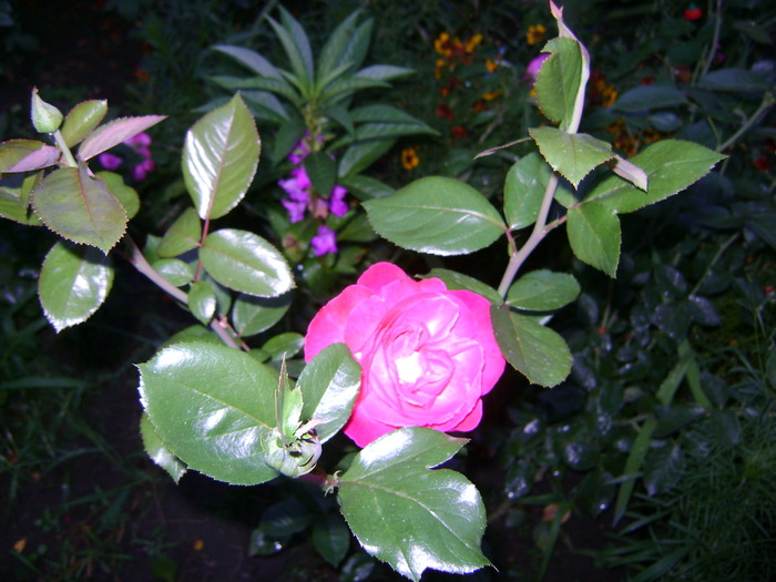 trandafir - 1  FLORI-paradisul meu