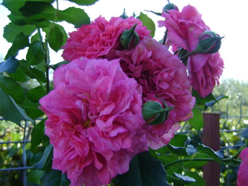  - TOATE FLORILE