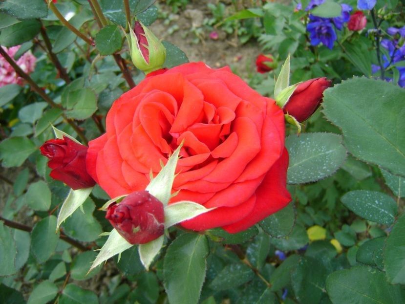  - TOATE FLORILE
