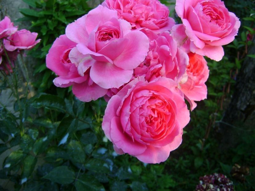  - TOATE FLORILE