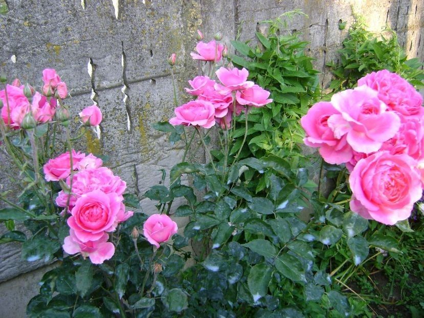 ? - TOATE FLORILE