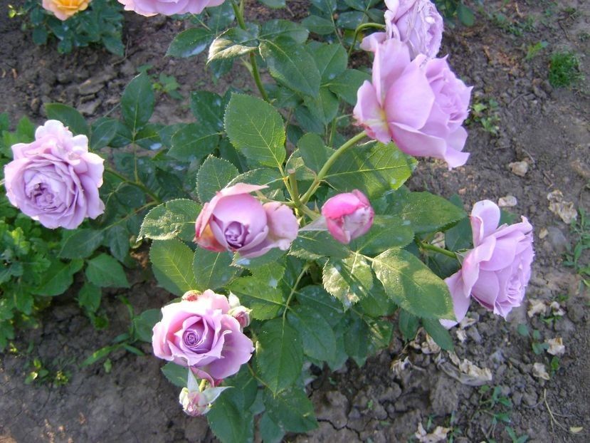 Novalis - TOATE FLORILE