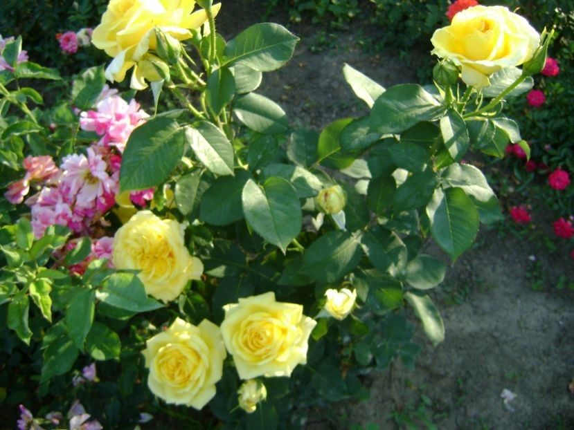  - TOATE FLORILE