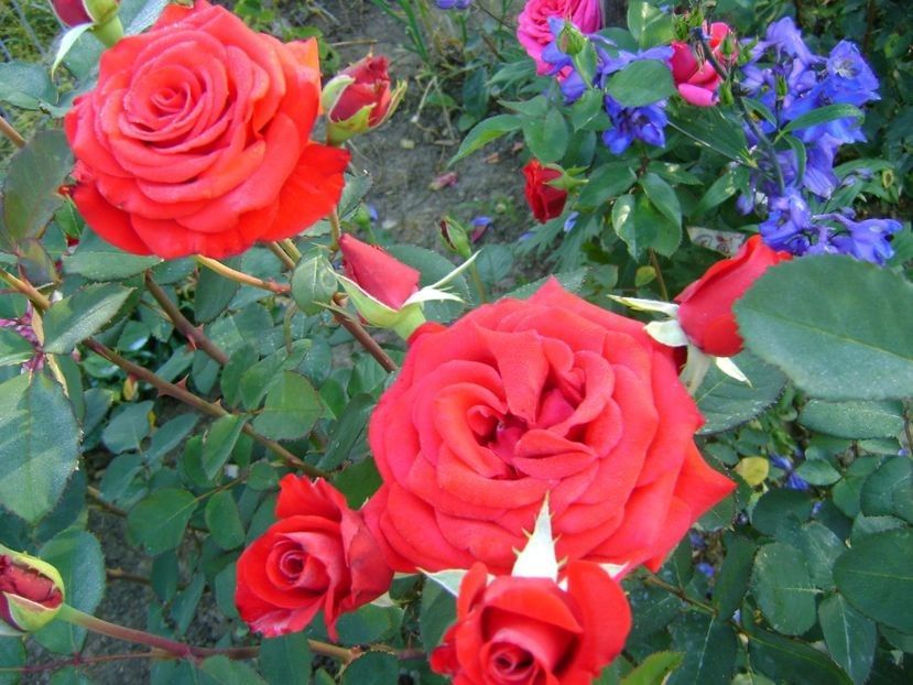  - TOATE FLORILE