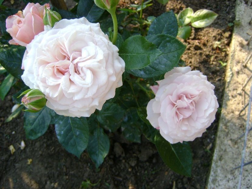  - TOATE FLORILE