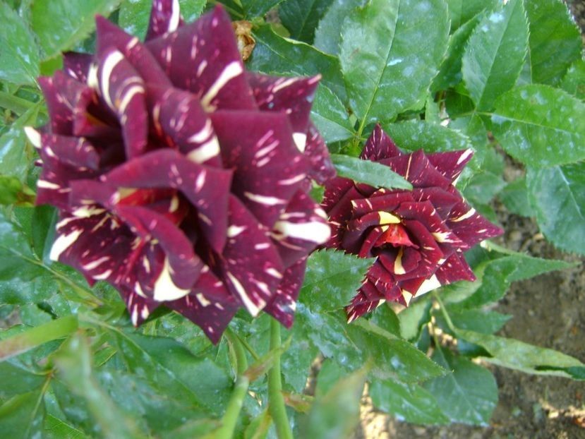  - TOATE FLORILE