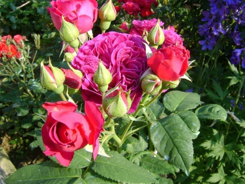  - TOATE FLORILE