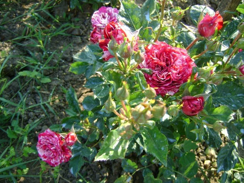  - TOATE FLORILE